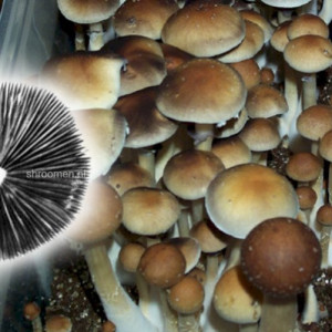 Споры грибов Orissa — Psilocybe Cubensis