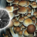 СПОРЫ ПСИЛОЦИБИНОВЫХ ГРИБОВ ORISSA — PSILOCYBE CUBENSIS