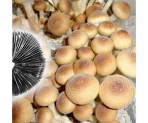 Споры грибов Orissa — Psilocybe Cubensis