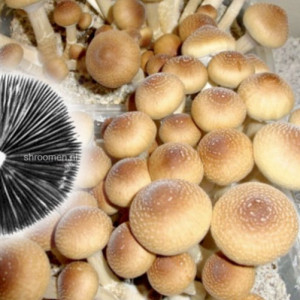 Споры грибов Orissa — Psilocybe Cubensis