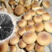 СПОРИ ПСИЛОЦИБІНОВИХ ГРИБІВ ORISSA - PSILOCYBE CUBENSIS