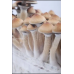 СПОРЫ ПСИЛОЦИБИНОВЫХ ГРИБОВ ORISSA — PSILOCYBE CUBENSIS