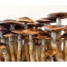 СПОРЫ ПСИЛОЦИБИНОВЫХ ГРИБОВ ORISSA — PSILOCYBE CUBENSIS