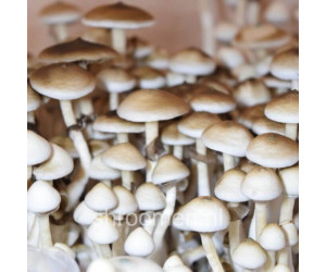 Споры грибов Rusty Whyte — Psilocybe Cubensis