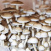 СПОРЫ ВОЛШЕБНЫХ ГРИБОВ Psilocybe Cubensis — Rusty Whyte