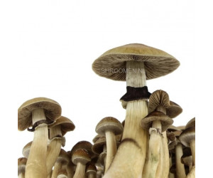 Спори грибів Brazil - Psilocybe Cubensis