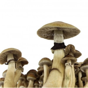 Спори грибів Brazil - Psilocybe Cubensis