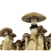 СПОРЫ ПСИЛОЦИБИНОВЫХ ГРИБОВ BRAZIL — PSILOCYBE CUBENSIS