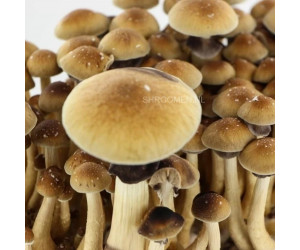 Спори грибів Brazil - Psilocybe Cubensis