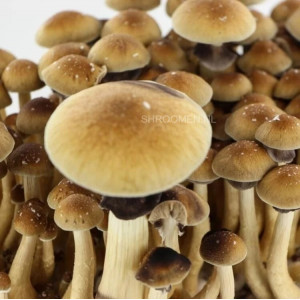 Споры грибов Brazil - Psilocybe Cubensis