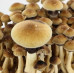 СПОРИ ПСИЛОЦИБІНОВИХ ГРИБІВ BRAZIL — PSILOCYBE CUBENSIS