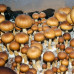 РІДКИЙ МІЦЕЛІЙ ПСИЛОЦИБІНОВИХ BRAZIL PSILOCYBE CUBENSIS