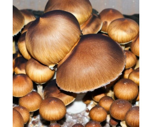 Жидкий мицелий Brazil - Psilocybe Cubensis