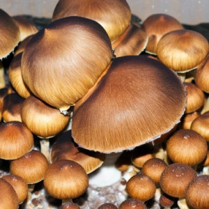 Жидкий мицелий Brazil - Psilocybe Cubensis