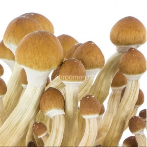 Спори грибів Ecuador — Psilocybe Сubensis 