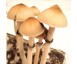 Рідкий міцелій Ecuador - Psilocybe Cubensis