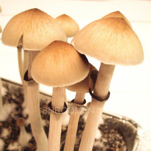 Жидкий мицелий Ecuador - Psilocybe Cubensis