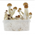 СПОРЫ МАГИЧЕСКИХ ГРИБОВ Psilocybe Cubensis — Golden Teacher