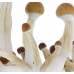 СПОРЫ МАГИЧЕСКИХ ГРИБОВ Psilocybe Cubensis — Golden Teacher