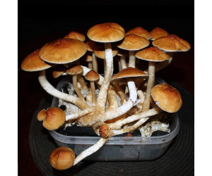 Рідкий міцелій Golden Teacher - Psilocybe Cubensis