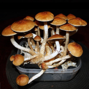 Рідкий міцелій Golden Teacher - Psilocybe Cubensis