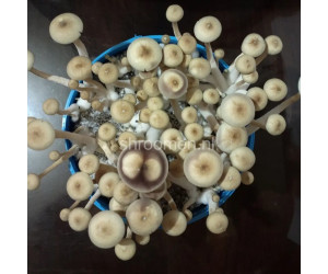 Спори грибів Hybrid A+ - Psilocybe Cubensis