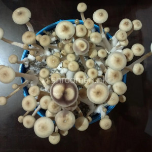 Спори грибів Hybrid A+ - Psilocybe Cubensis