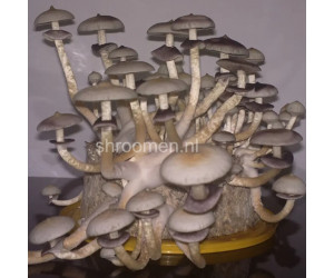 Споры грибов Hybrid A+ — Psilocybe Cubensis