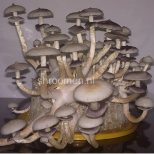 Споры грибов Hybrid A+ — Psilocybe Cubensis