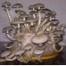 СПОРИ ПСИЛОЦИБІНОВИХ ГРИБІВ HYBRID A+ - PSILOCYBE CUBENSIS