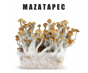 Рідкий міцелій Mazatapec - Psilocybe Cubensis