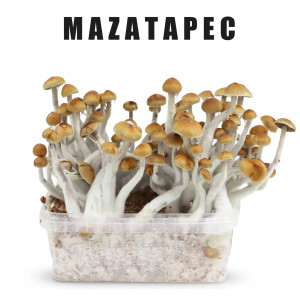 Жидкий мицелий Mazatapec - Psilocybe Cubensis