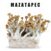 ЖИДКИЙ МИЦЕЛИЙ ПСИЛОЦИБИНОВЫХ ГРИБОВ MAZATAPEC - PSILOCYBE CUBENSIS