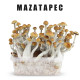 Рідкий міцелій Mazatapec - Psilocybe Cubensis