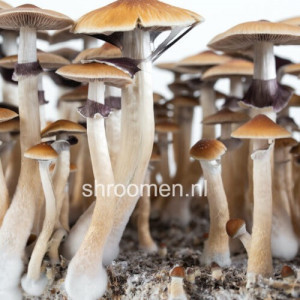 Споры грибов Mckennaii — Psilocybe Cubensis