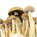 СПОРИ ПСИЛОЦИБІНОВИХ ГРИБІВ MCKENNAII - PSILOCYBE CUBENSIS