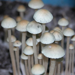 Мицелий Hawaiian - Panaeolus Cyanescens