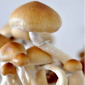 Спори грибів PF Redspore - Psilocybe Cubensis 