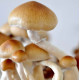 Спори грибів PF Redspore - Psilocybe Cubensis 