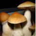 СПОРЫ ПСИЛОЦИБИНОВЫХ ГРИБОВ PF REDSPORE — PSILOCYBE CUBENSIS