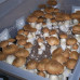 ЖИДКИЙ МИЦЕЛИЙ ПСИЛОЦИБИНОВЫХ ГРИБОВ PSILOCYBE CUBENSIS — PF REDSPORE