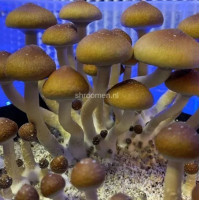 Спори грибів Pink Buffalo — Psilocybe Cubensis