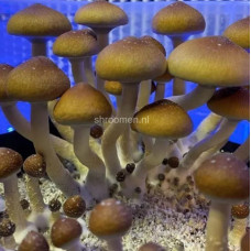 Споры грибов Pink Buffalo — Psilocybe Cubensis