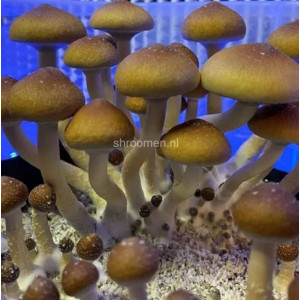 Споры грибов Pink Buffalo — Psilocybe Cubensis