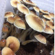 Рідкий міцелій Pink Buffalo - Psilocybe Cubensis