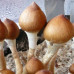 ЖИДКИЙ МИЦЕЛИЙ ПСИЛОЦИБИНОВЫХ ГРИБОВ PSILOCYBE CUBENSIS - PINK BUFFALO