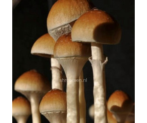 Споры грибов Tapalpa — Psilocybe Cubensis