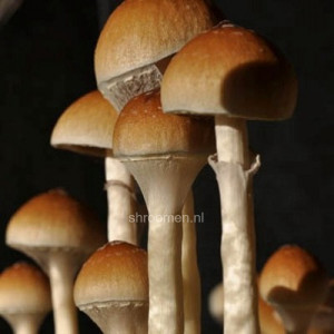 Споры грибов Tapalpa — Psilocybe Cubensis