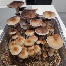 Споры грибов Tasmanian — Psilocybe Cubensis