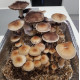 Спори грибів Tasmanian - Psilocybe Cubensis